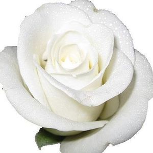 Meet your Posher, Tanveer